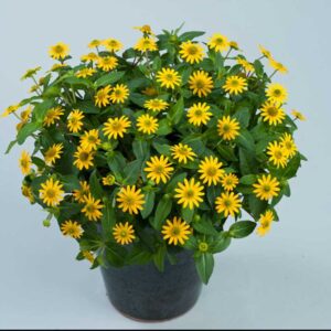 sanvitalia-great-yellow