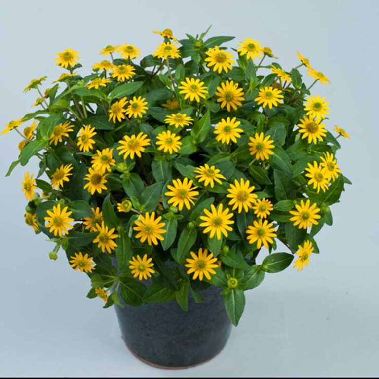 sanvitalia-great-yellow