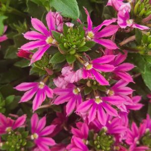 scaevola-surdiva-fashion-pink