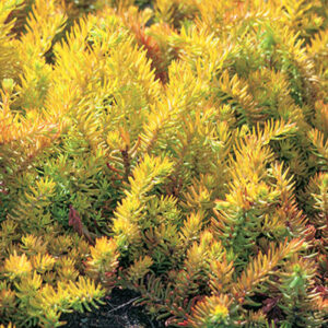 Sedum rupestre Angelina