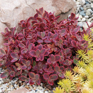 sedum-sunsparkler-wildfire