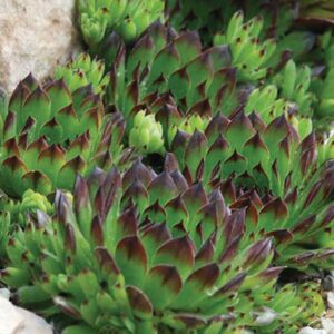 sempervivum-x-appletini