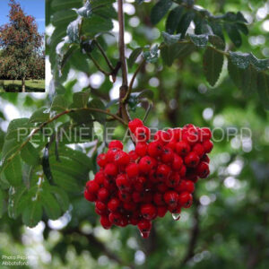 sorbus-aucuparia-cardinal-royal