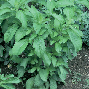 Stevia rebaudiana