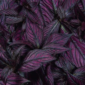 strobilanthes-persian-shield