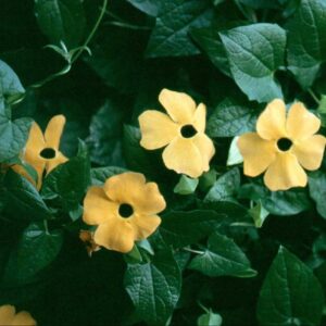 thunbergia-lemon