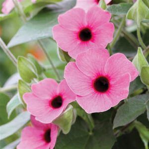 thunbergia-sunny-suzy-rose-sensation