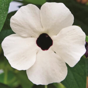 thunbergia-sunny-suzy-white-halo