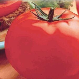 tomate-big-beef-ind-75-80-jrs