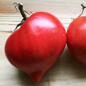 tomate-coeur-de-boeuf-teton-de-venus-ind