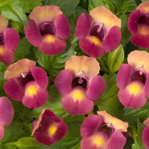 torenia-moon-magenta