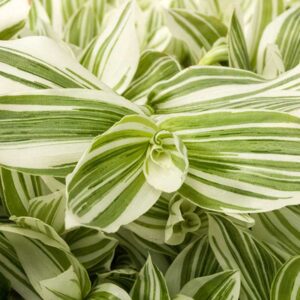 tradescantia-pistachio-white