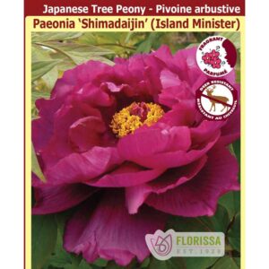 tree-paeonia-shimadaijin