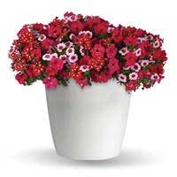 trixi-romance-in-bloom