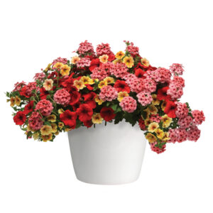 trixi-who-knew-orleans