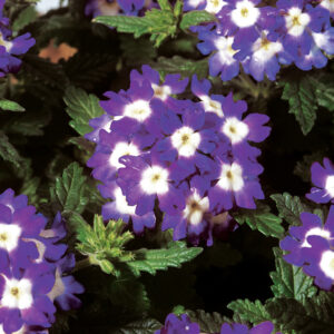 verbena-obsession-blue-with-eye
