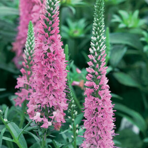 Veronica Giles Van Hees