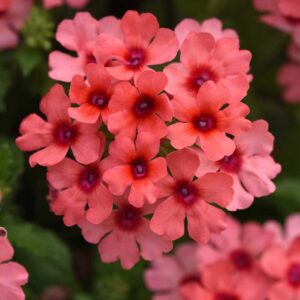 verveine-lascar-mango-orange