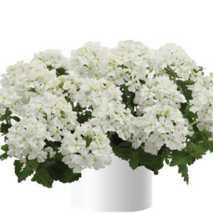 verveine-vanessa-std-white