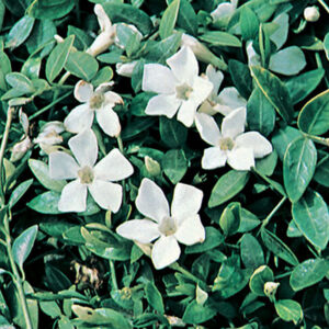 vinca-minor-alba