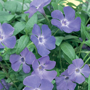 Vinca minor Bowles