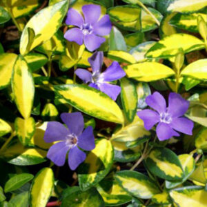vinca-minor-illumination