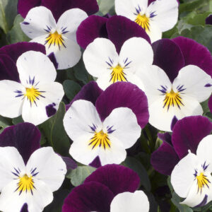viola-penny-white-jump-up