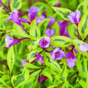 weigela-bubbly-wine