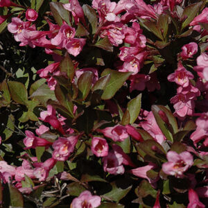 weigela-florida-samba