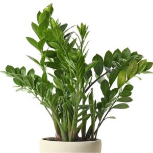 zamioculcas-zamiifolia-vert