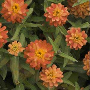 zinnia-profusion-double-deep-salmon