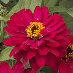 zinnia-profusion-double-hot-cherry
