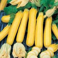 zucchini-golden-zebra