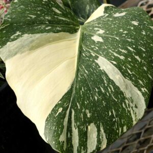 monstera-thai-constellation