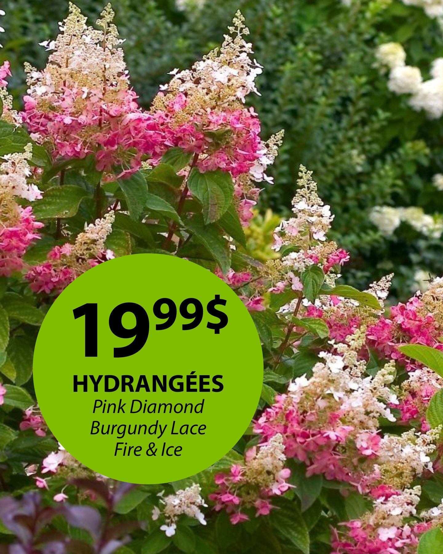 laliberte-promo-hydrangees-01