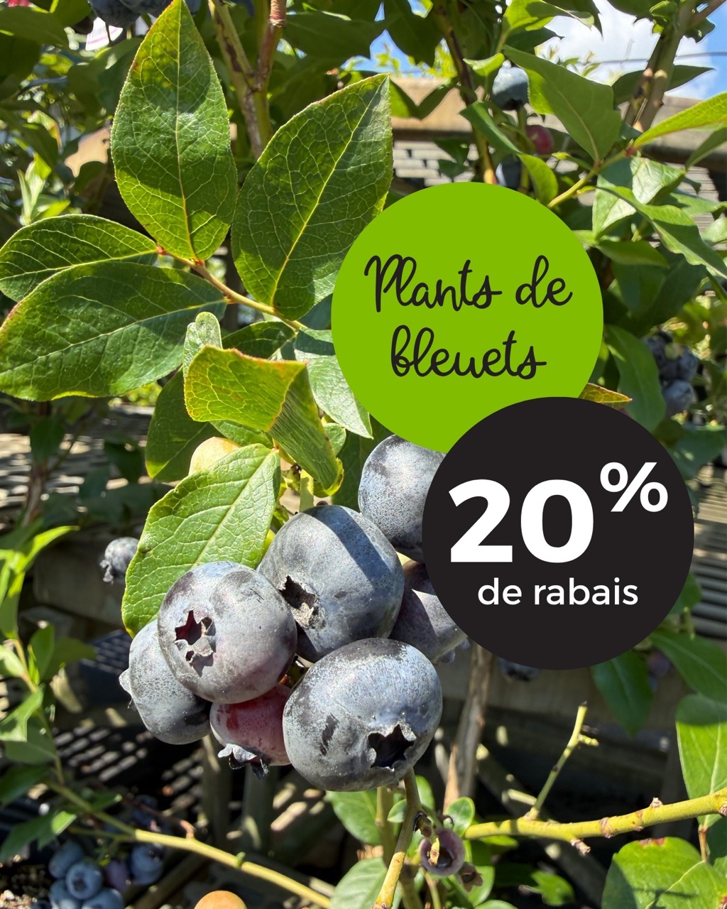 T-40451-laliberte-site-web-promos-20260929 – 1