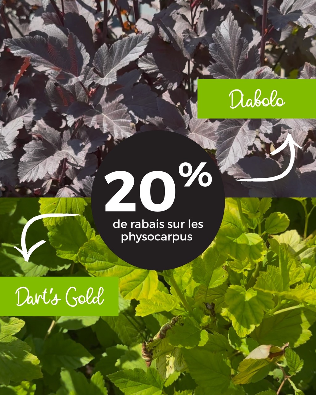 T-40451-laliberte-site-web-promos-20260929 – 2